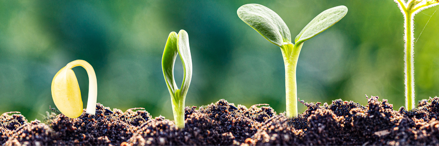 Scaling Teams Too Early